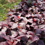 alternanthera dentata 'little ruby' far