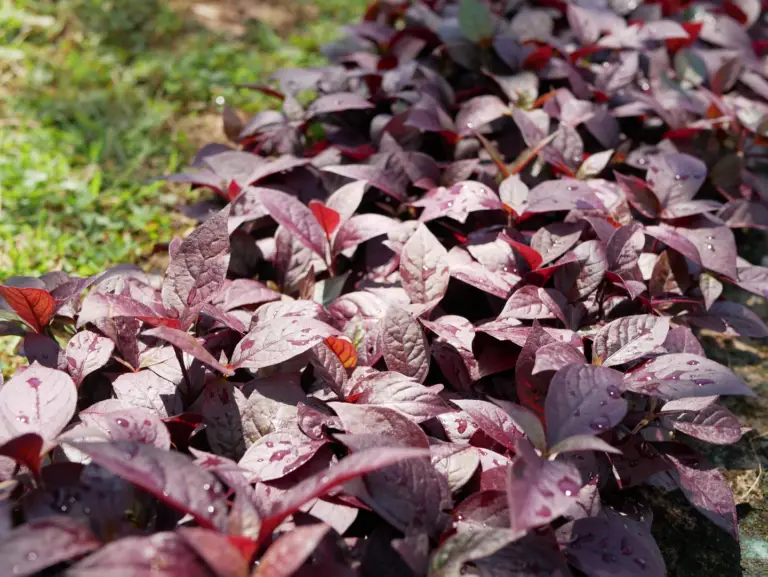 alternanthera dentata 'little ruby' far