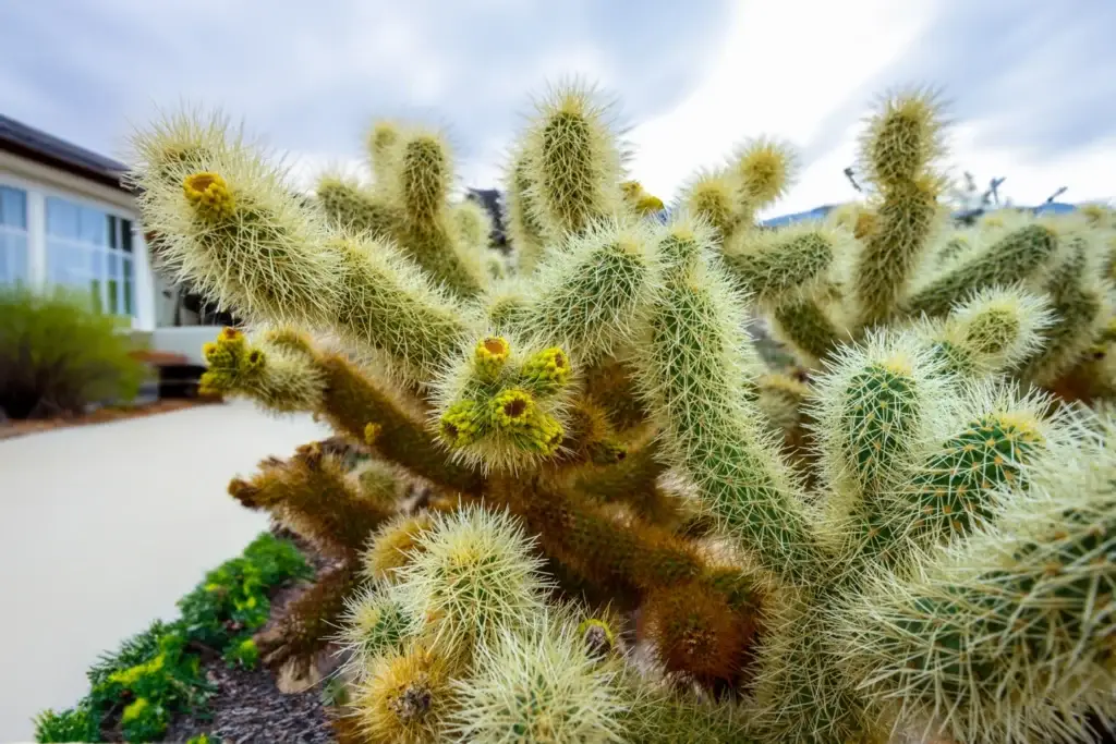 cylindropuntia bigelovii far