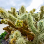 cylindropuntia bigelovii far