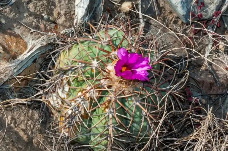 echinocactus horizonthalonius far