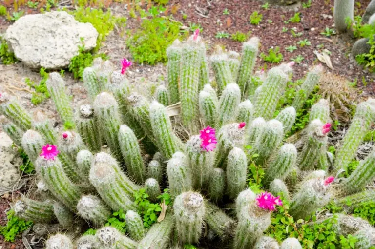 echinocereus engelmannii far