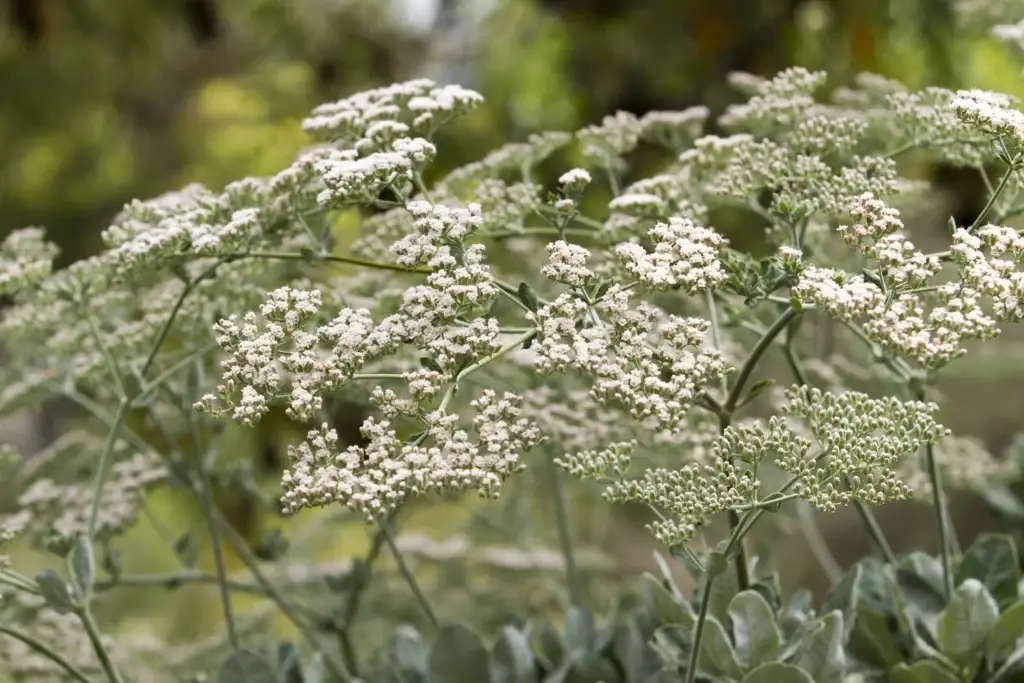 eriogonum giganteum far