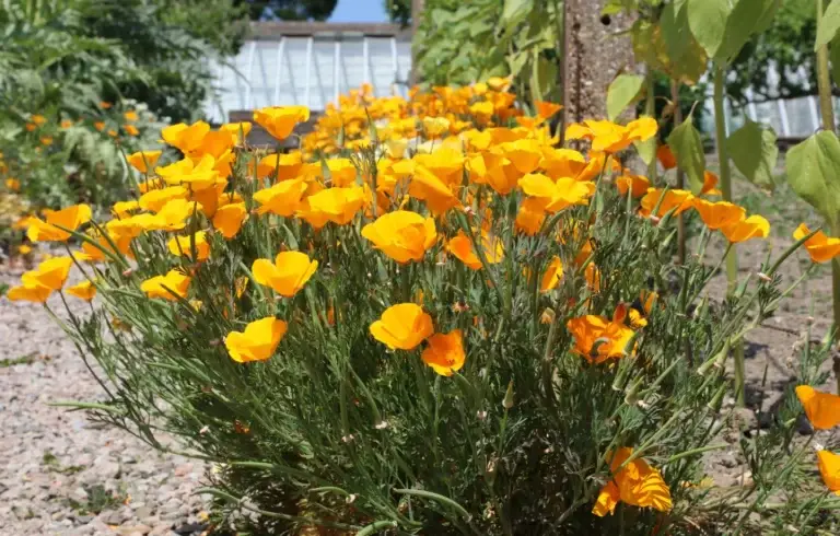 eschscholzia californica far