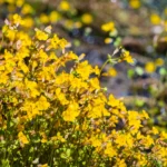 mimulus guttatus far