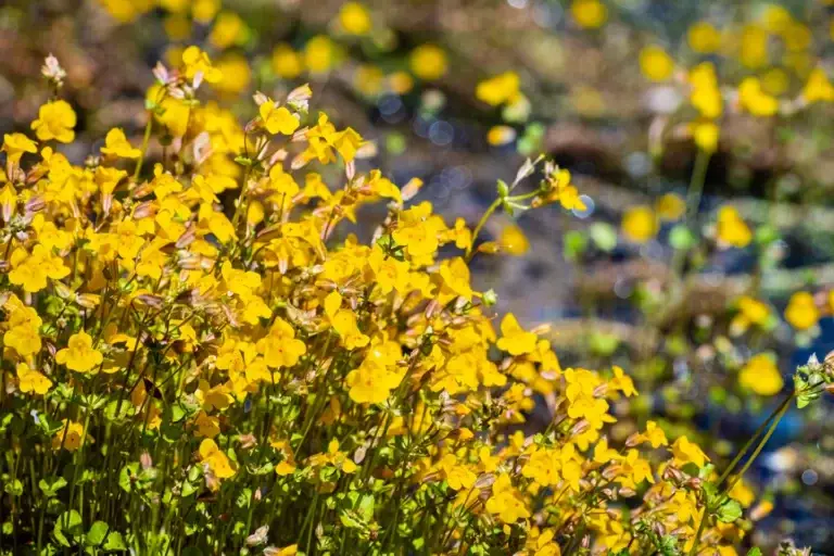 mimulus guttatus far