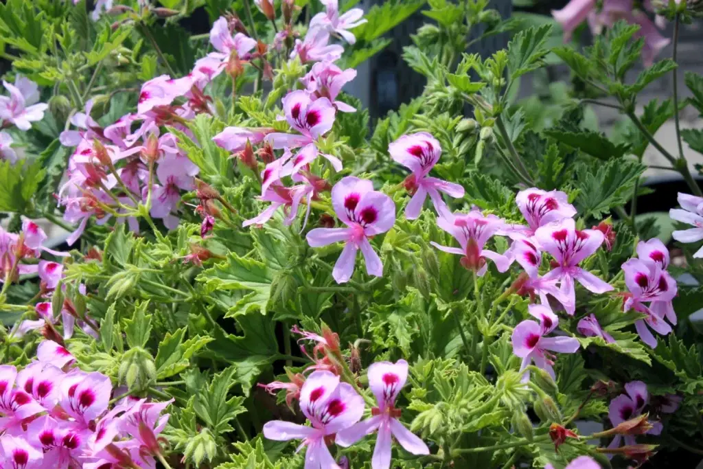 pelargonium (geranium) ‘nervosum’ far