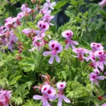 pelargonium (geranium) ‘nervosum’ far